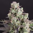 DP Candy Bubatz XL Feminized Cannabis Seeds by Dutch Passion Seeds