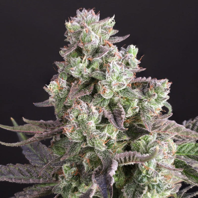 candy-bubatz-xl-2