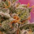 DP Candy Bubatz XL Feminized Cannabis Seeds by Dutch Passion Seeds