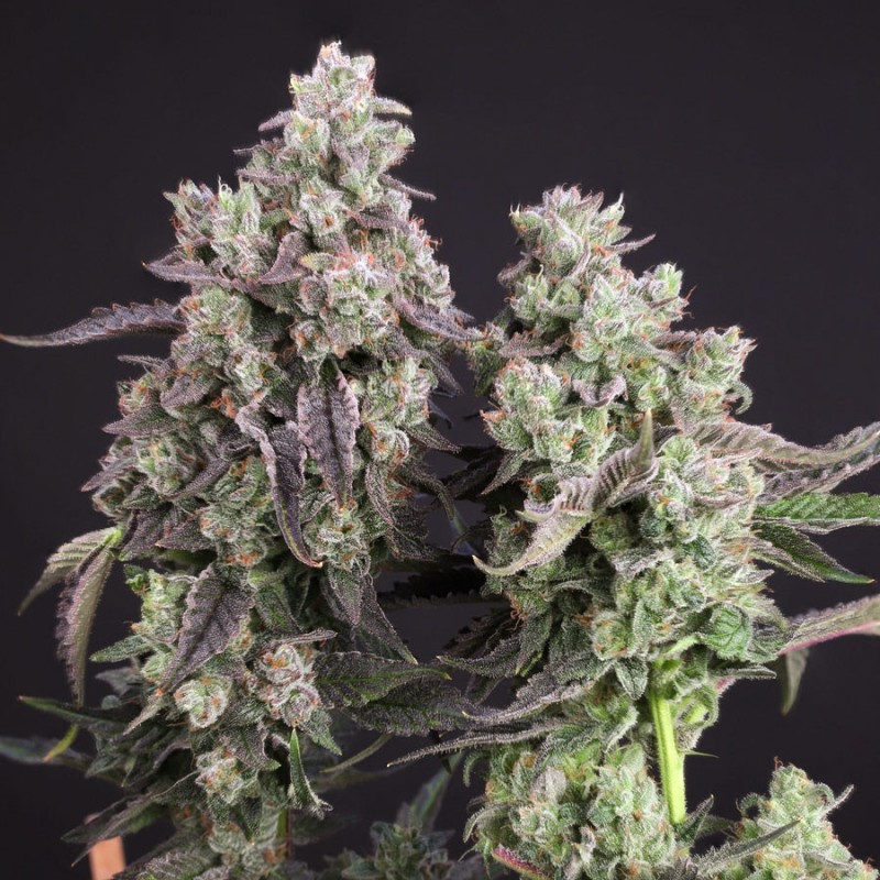candy-bubatz-xl-4