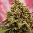 DP Candy Bubatz XL Feminized Cannabis Seeds by Dutch Passion Seeds
