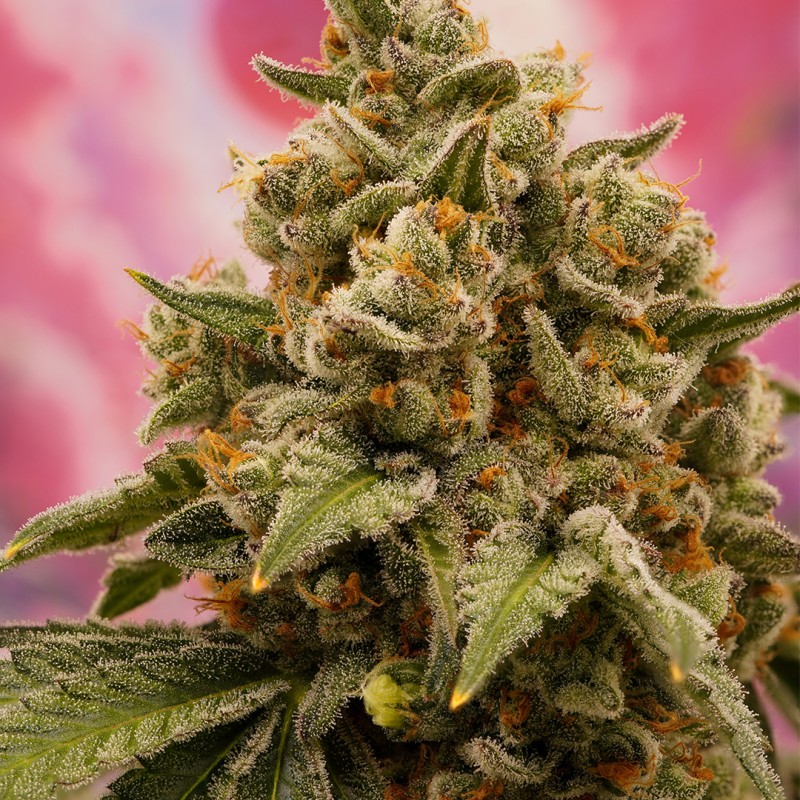 candy-bubatz-xl-5