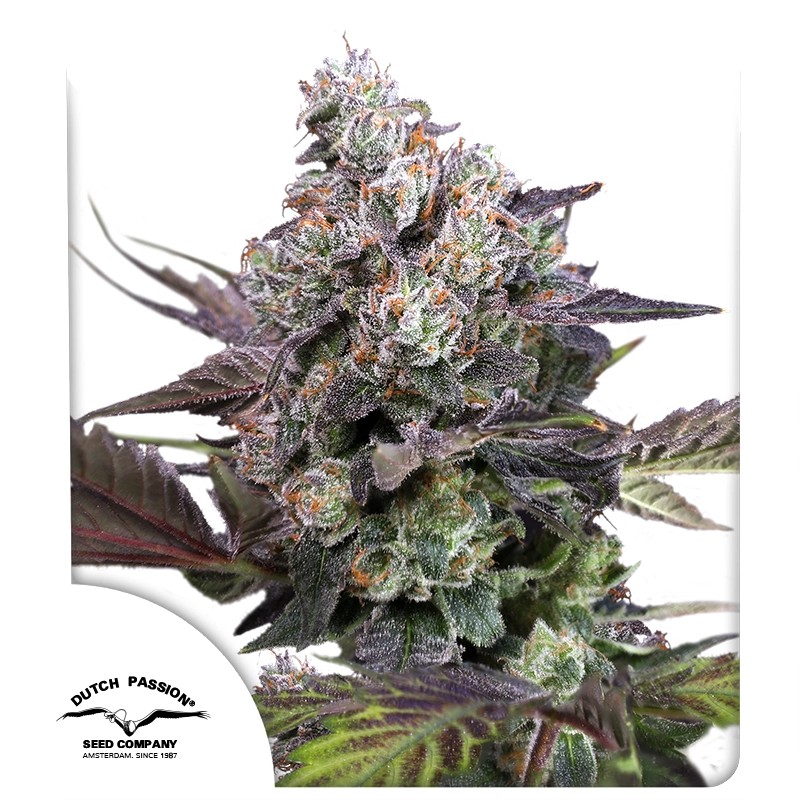 DP Candy Bubatz XL Feminized Cannabis Seeds by Dutch Passion Seeds DP Candy Bubatz XL Feminized Cannabis Seeds by Dutch Passion Seeds
