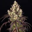 Candy Pack Feminized Cannabis Seeds by Barneys Farm