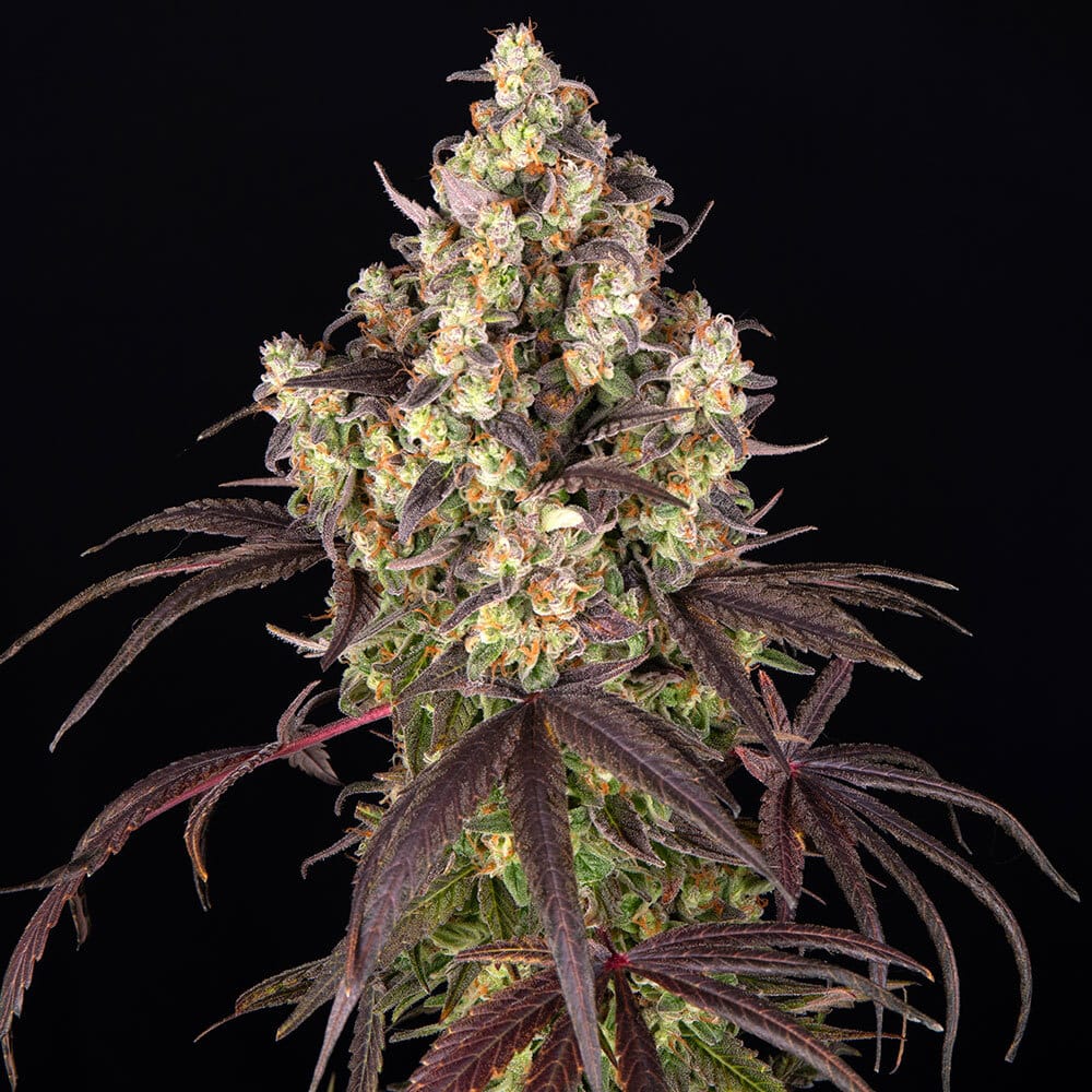 Candy Pack Feminized Cannabis Seeds by Barneys Farm Candy Pack Feminized Cannabis Seeds by Barneys Farm