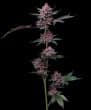 Candy Pack Feminized Cannabis Seeds by Barneys Farm