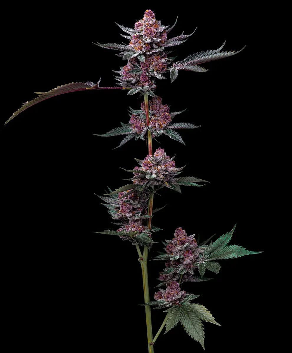 Candy Pack Feminized Cannabis Seeds by Barneys Farm Candy Pack Feminized Cannabis Seeds by Barneys Farm