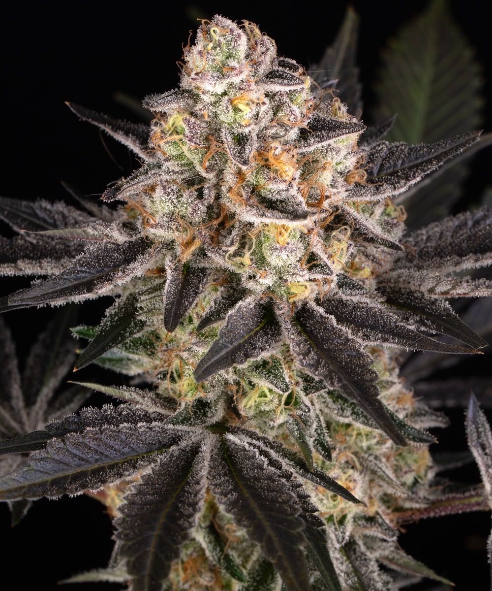 Candy Pack Feminized Cannabis Seeds by Barneys Farm Candy Pack Feminized Cannabis Seeds by Barneys Farm