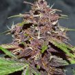 cbd-auto-blackberry-kush-4