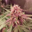 cbd-auto-blackberry-kush-4