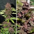 cbd-auto-blackberry-kush-4