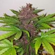 cbd-auto-blackberry-kush-4
