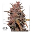 cbd-auto-blackberry-kush-4