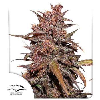 CBD Auto Blackberry Kush by Dutch Passion Seeds
