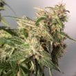 Auto CBD Charlotte’s Angel Cannabis Seeds by Dutch Passion Seeds