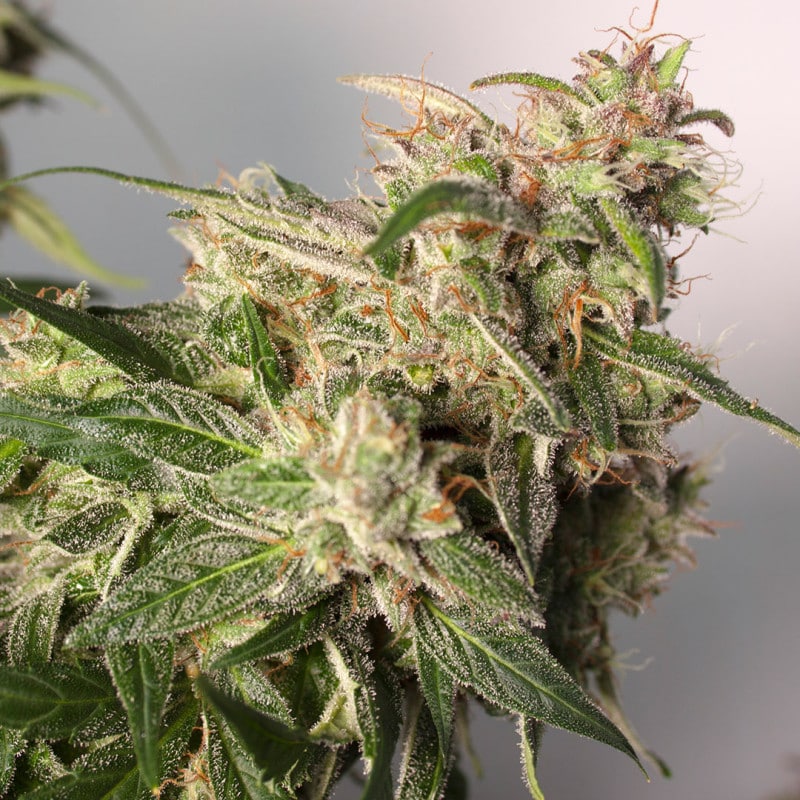 Auto CBD Charlotte's Angel by Dutch Passion Seeds Auto CBD Charlotte's Angel by Dutch Passion Seeds