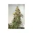 Auto CBD Charlotte’s Angel Cannabis Seeds by Dutch Passion Seeds
