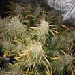 Auto CBD Charlotte’s Angel Cannabis Seeds by Dutch Passion Seeds