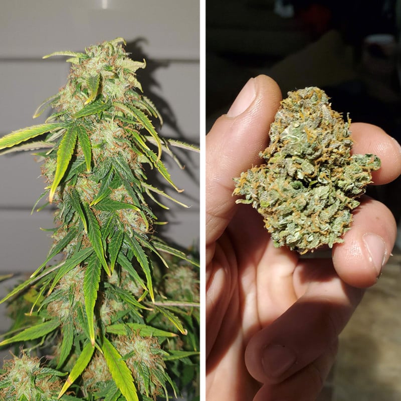 Auto CBD Charlotte's Angel by Dutch Passion Seeds Auto CBD Charlotte's Angel by Dutch Passion Seeds