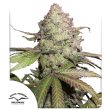 Auto CBD Charlotte's Angel Cannabis Seeds by Dutch Passion Seeds