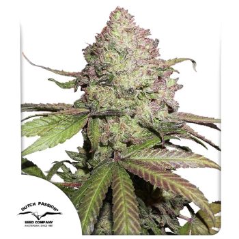 Auto CBD Charlotte's Angel Cannabis Seeds by Dutch Passion Seeds