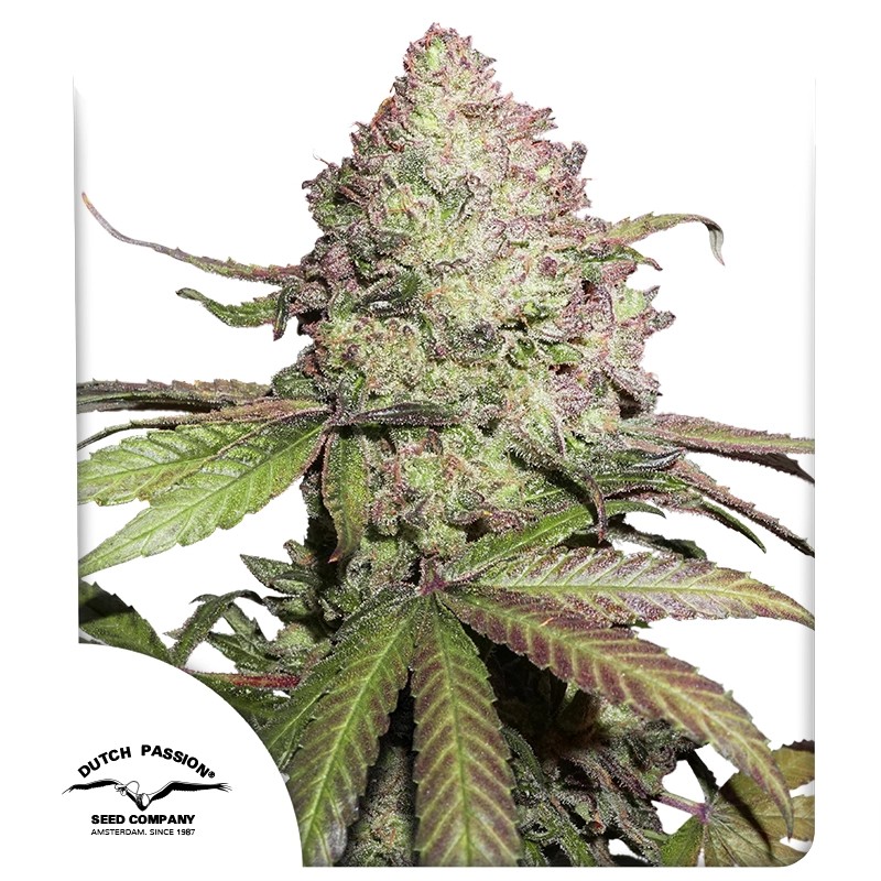 Auto CBD Charlotte's Angel Cannabis Seeds by Dutch Passion Seeds Auto CBD Charlotte's Angel Cannabis Seeds by Dutch Passion Seeds