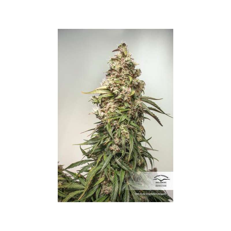 Auto CBD Charlotte's Angel by Dutch Passion Seeds Auto CBD Charlotte's Angel by Dutch Passion Seeds