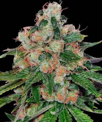 CBD Caramel Cannabis Seeds by Barneys Farm