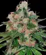 CBD Caramel Cannabis Seeds by Barneys Farm