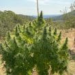 cbd-charlottes-angel-4