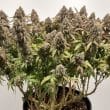 cbd-charlottes-angel-4