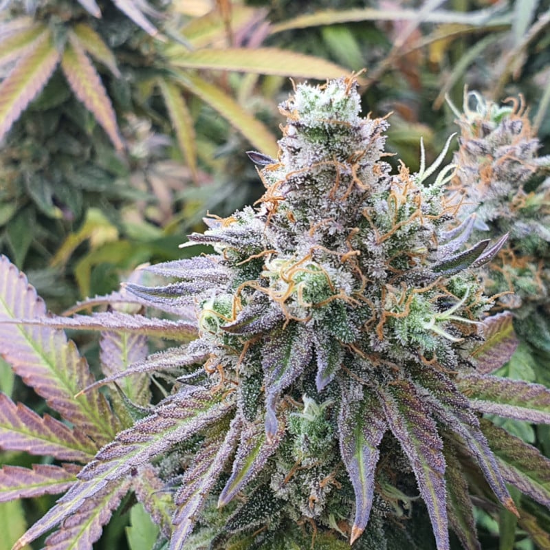 CBD Charlotte's Angel by Dutch Passion Seeds CBD Charlotte's Angel by Dutch Passion Seeds
