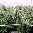 cbd-charlottes-angel-4