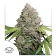 cbd-charlottes-angel-4