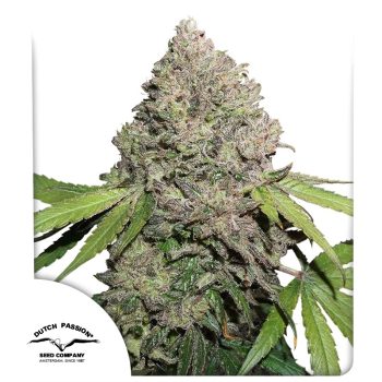 CBD Charlotte's Angel by Dutch Passion Seeds
