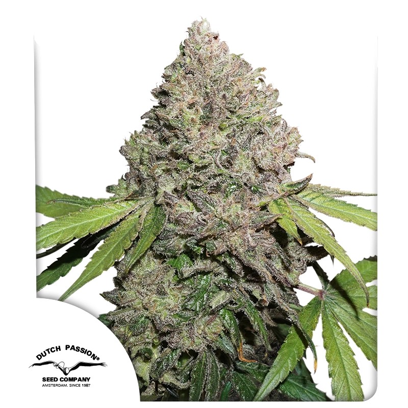 cbd-charlottes-angel-4