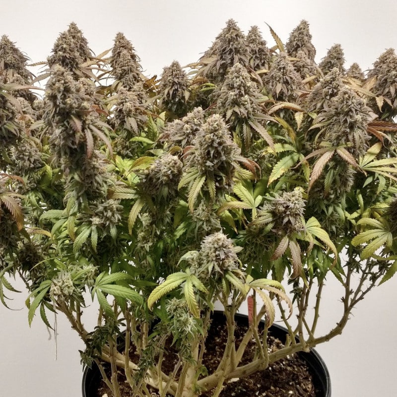 CBD Charlotte's Angel by Dutch Passion Seeds CBD Charlotte's Angel by Dutch Passion Seeds
