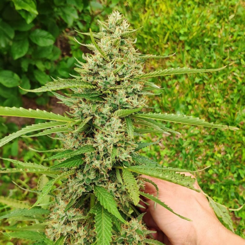 CBD Mazar by Dutch Passion Seeds CBD Mazar by Dutch Passion Seeds