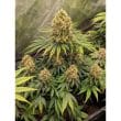 CBD Mazar Cannabis Seeds by Dutch Passion Seeds