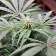 CBD Mazar Cannabis Seeds by Dutch Passion Seeds