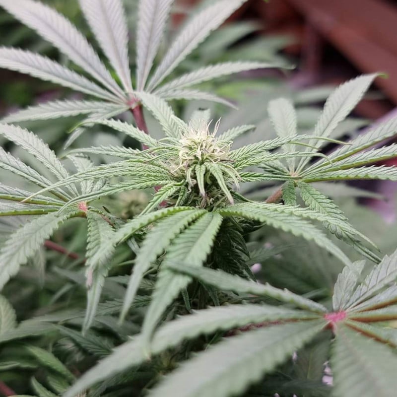 CBD Mazar by Dutch Passion Seeds CBD Mazar by Dutch Passion Seeds