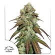 CBD Mazar Cannabis Seeds by Dutch Passion Seeds