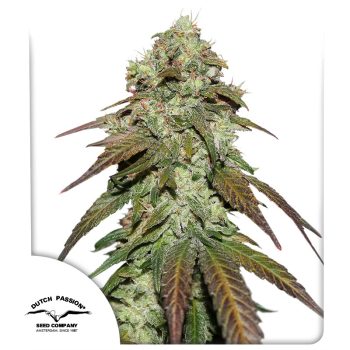 CBD Mazar Cannabis Seeds by Dutch Passion Seeds