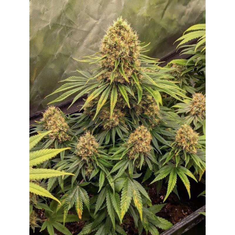CBD Mazar by Dutch Passion Seeds CBD Mazar by Dutch Passion Seeds