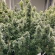 cbd-skunk-haze-4