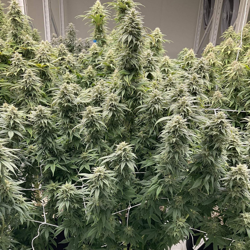 CBD Skunk Haze by Dutch Passion Seeds CBD Skunk Haze by Dutch Passion Seeds
