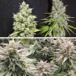 cbd-skunk-haze-4