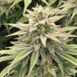 cbd-skunk-haze-4