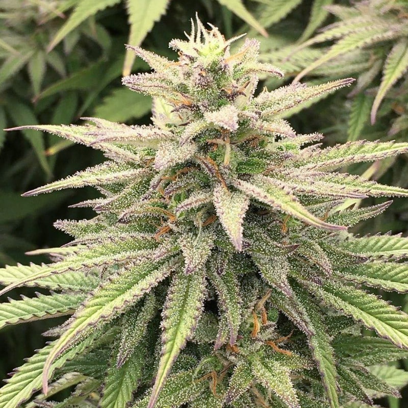 CBD Skunk Haze by Dutch Passion Seeds CBD Skunk Haze by Dutch Passion Seeds