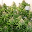 cbd-skunk-haze-4